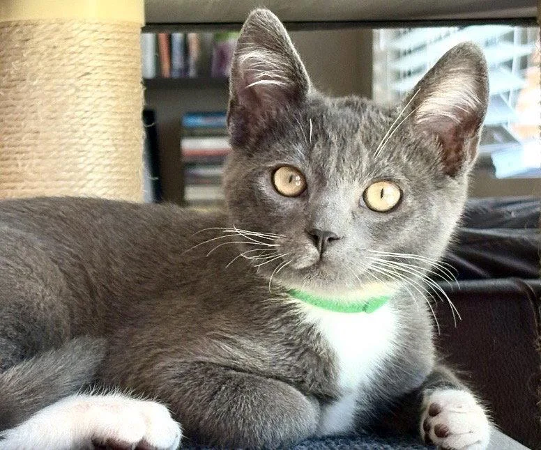 A baby medium-sized male Tuxedo cat named Dumpling for adoption in West Hills, CA