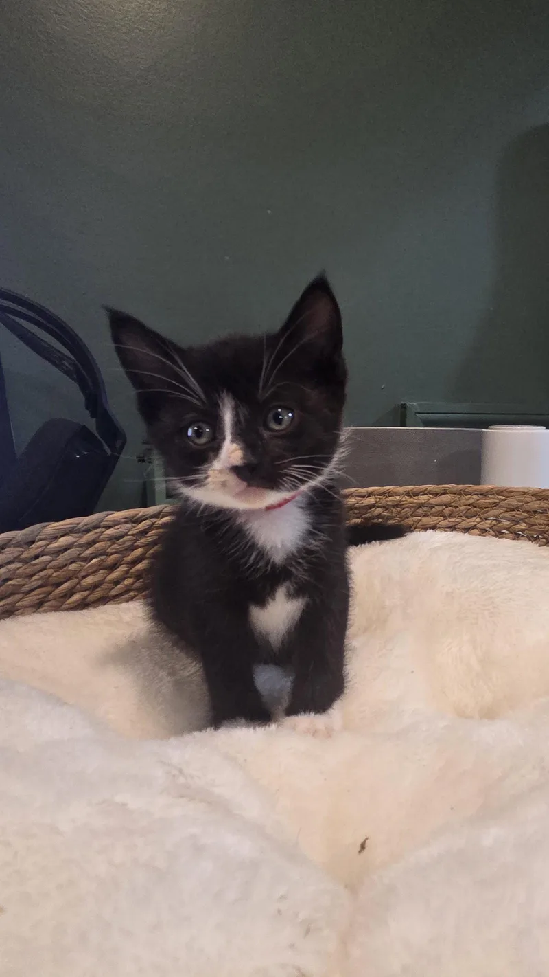 A baby medium-sized male Black Domestic Short Hair cat named Cherry Trenton for adoption in Trenton, NJ