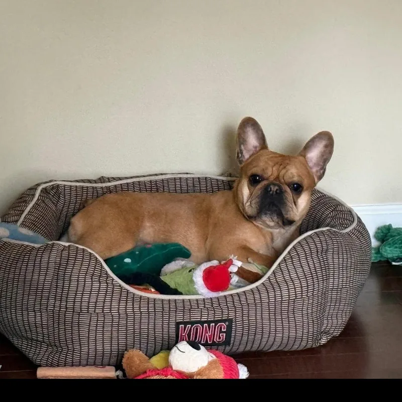 An adult small-sized male Red / Chestnut / Orange French Bulldog dog named Chewy for adoption in Rockville, MD