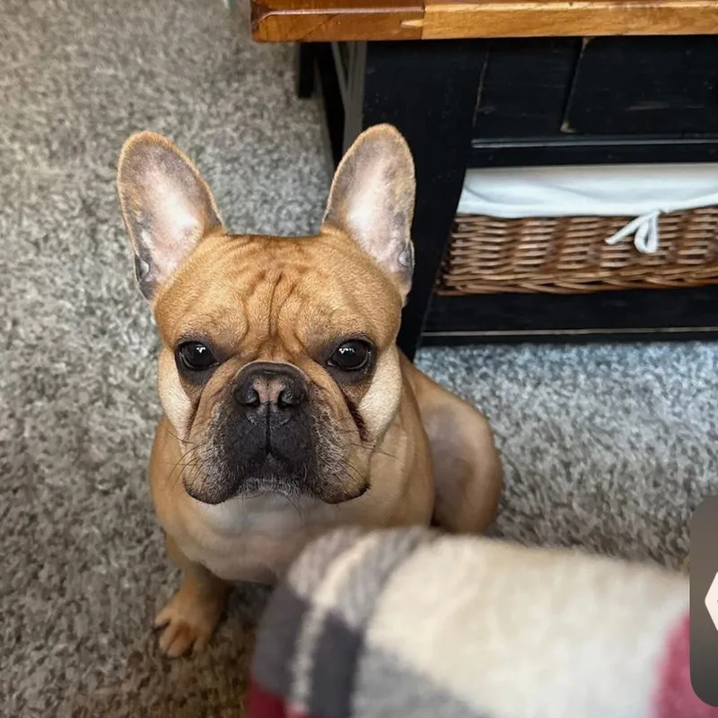 Chewy thumbnail 2