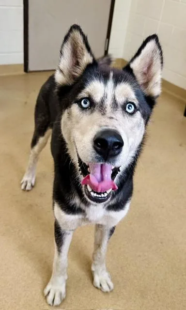 An adult large-sized male Siberian Husky dog named Starsky for adoption in Derwood, MD