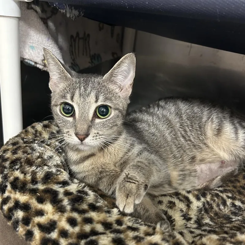 A baby small-sized male Brown / Chocolate Domestic Short Hair cat named George for adoption in West Palm Beach, FL