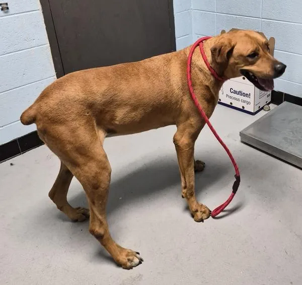 An adult large-sized female Rhodesian Ridgeback dog named Vc Gidget for adoption in Lawrenceville, GA