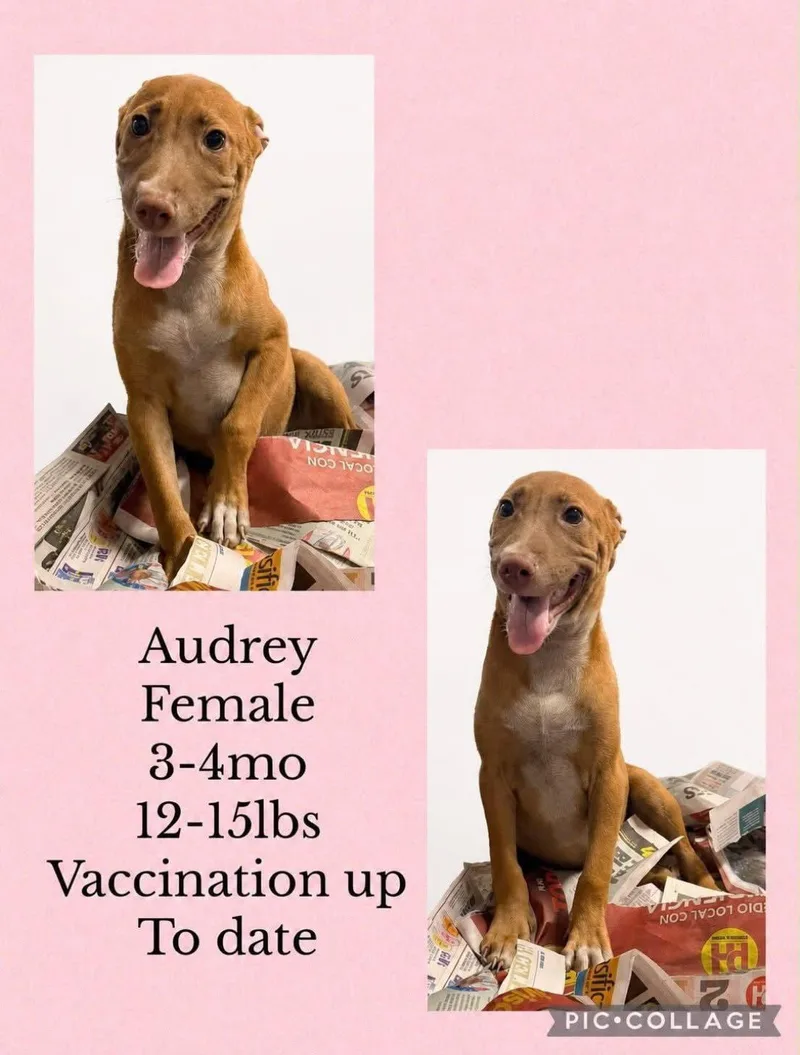 A young medium-sized female Shar-Pei dog named Audrey for adoption in Virginia Beach, VA