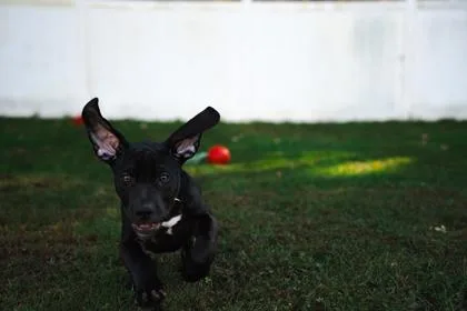 A young large-sized male Cane Corso dog named Fergus for adoption in Belleville, MI