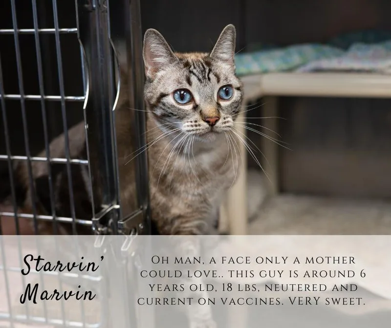 Starvin Marvin