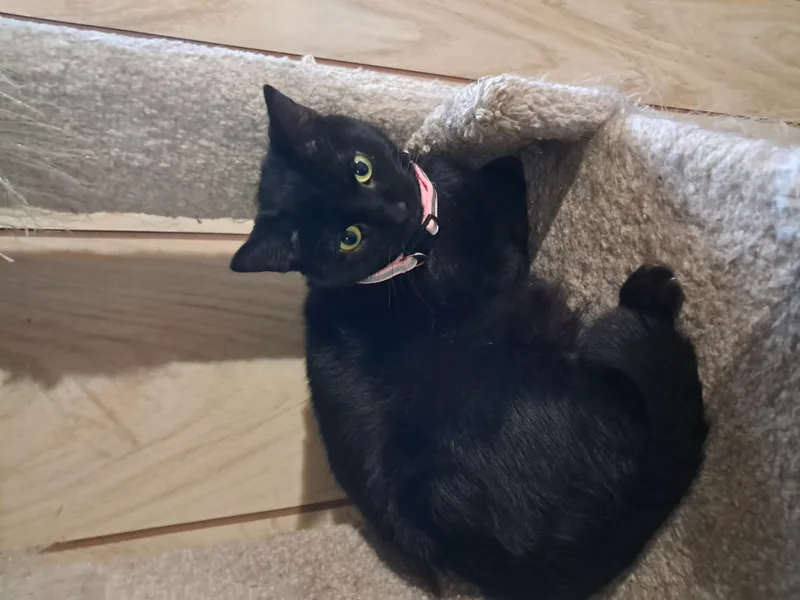 Binx thumbnail 2