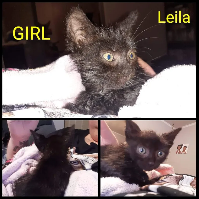 Binx thumbnail 3