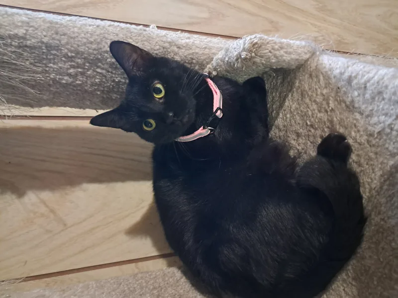 Binx thumbnail 4