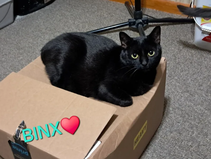 Binx thumbnail 5