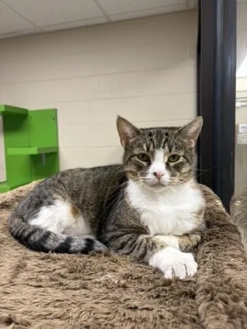 An adult large-sized male Tabby (Brown / Chocolate) Domestic Short Hair cat named Whopper for adoption in Valparaiso, IN