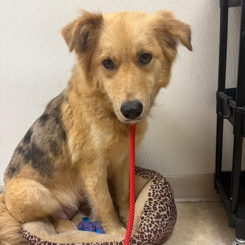 An adult medium-sized female Yellow / Tan / Blond / Fawn Mixed Breed dog named Katy Perry for adoption in Pekin, IL