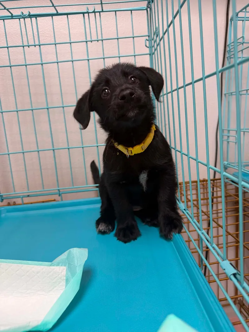 A baby medium-sized female Labradoodle dog named Nellie for adoption in Walker, LA