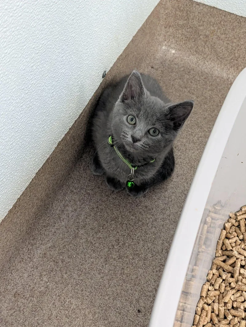 A baby medium-sized female Gray / Blue / Silver Domestic Short Hair cat named Cobbler for adoption in Chambersburg, PA