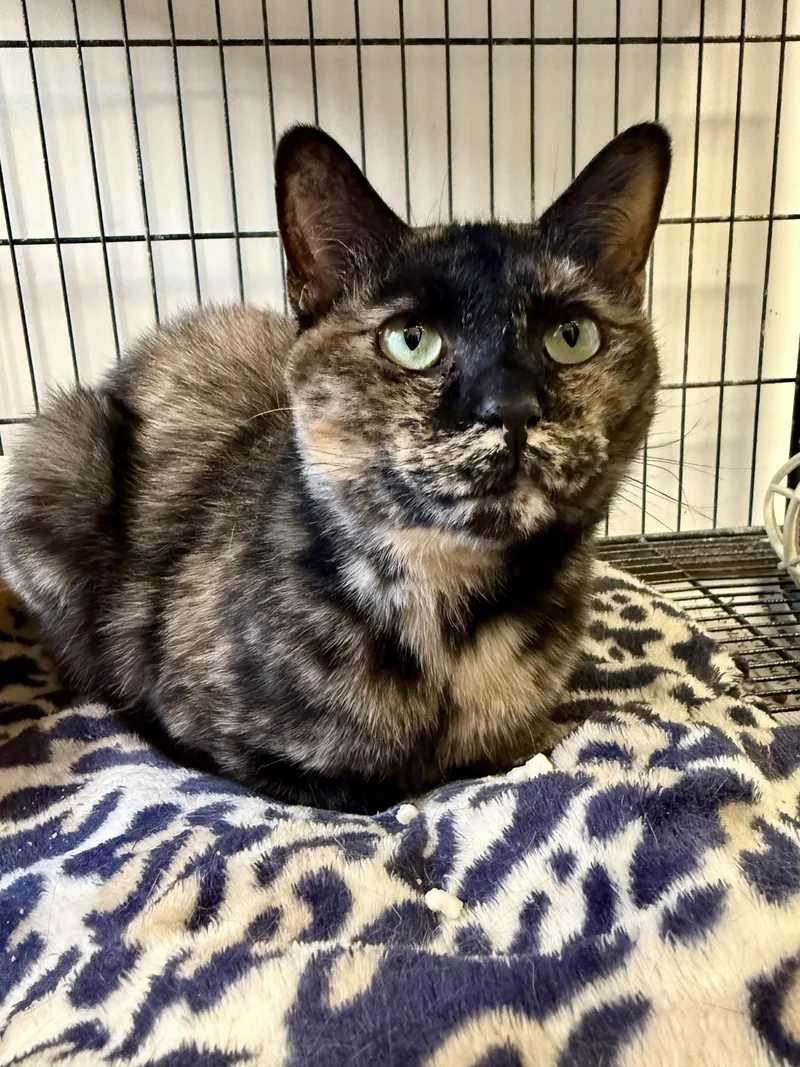 An adult medium-sized female Tortoiseshell Tortoiseshell cat named Galadriel for adoption in Xenia, OH