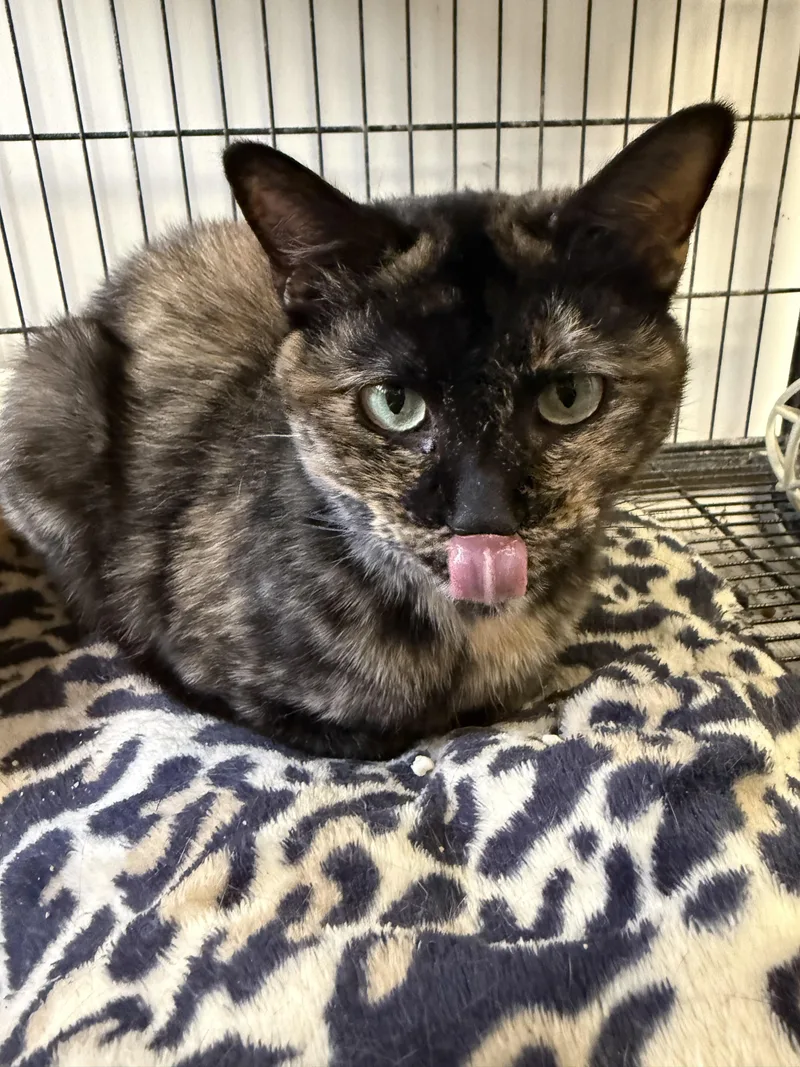 Galadriel thumbnail 5