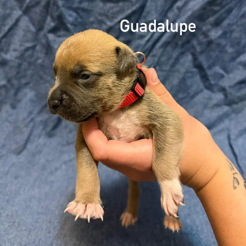 Guadalupe