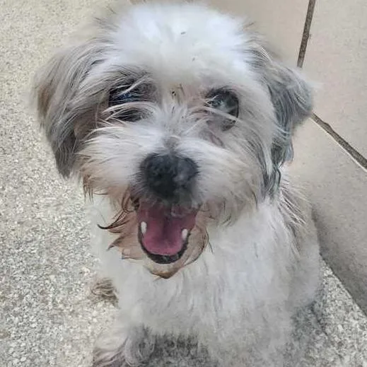 An adult small-sized female White / Cream Shih Tzu dog named Montstray for adoption in Perkiomenville, PA