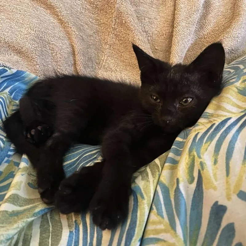 A baby small-sized female Black Domestic Short Hair cat named Sopra for adoption in Newport, NC