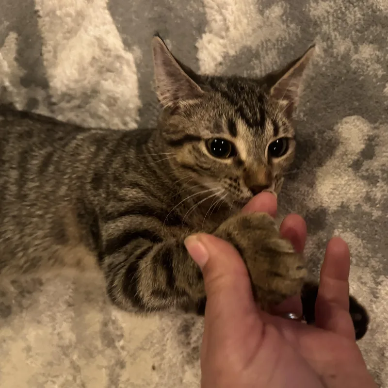 Valentina Mittens thumbnail 4