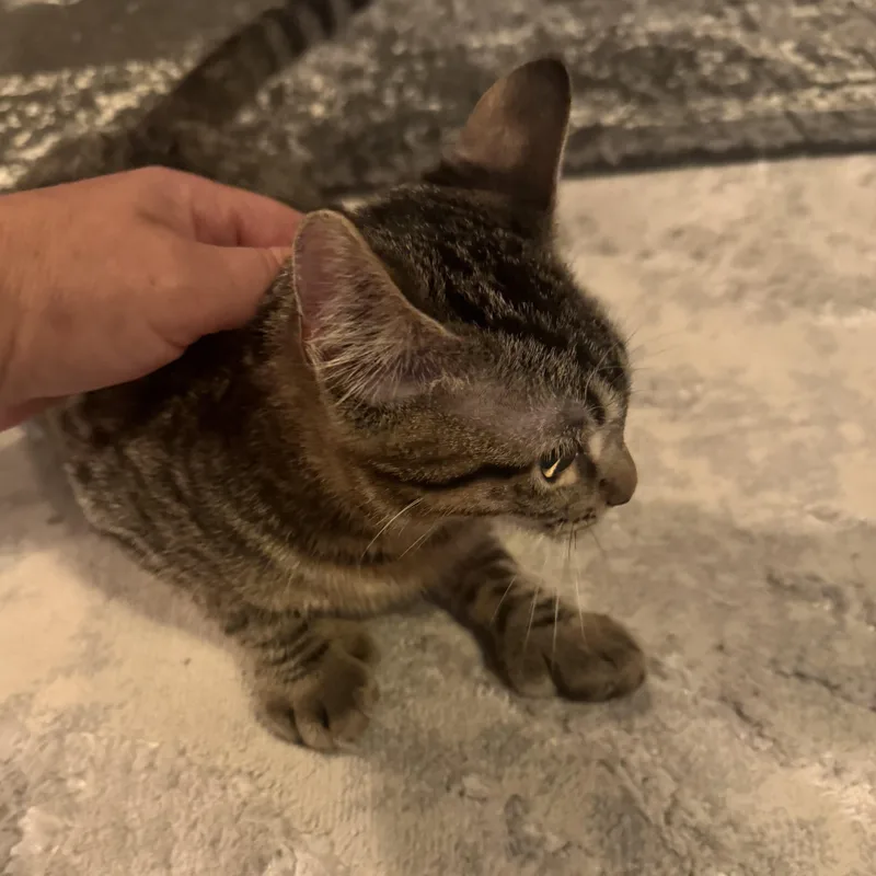 Valentina Mittens thumbnail 5
