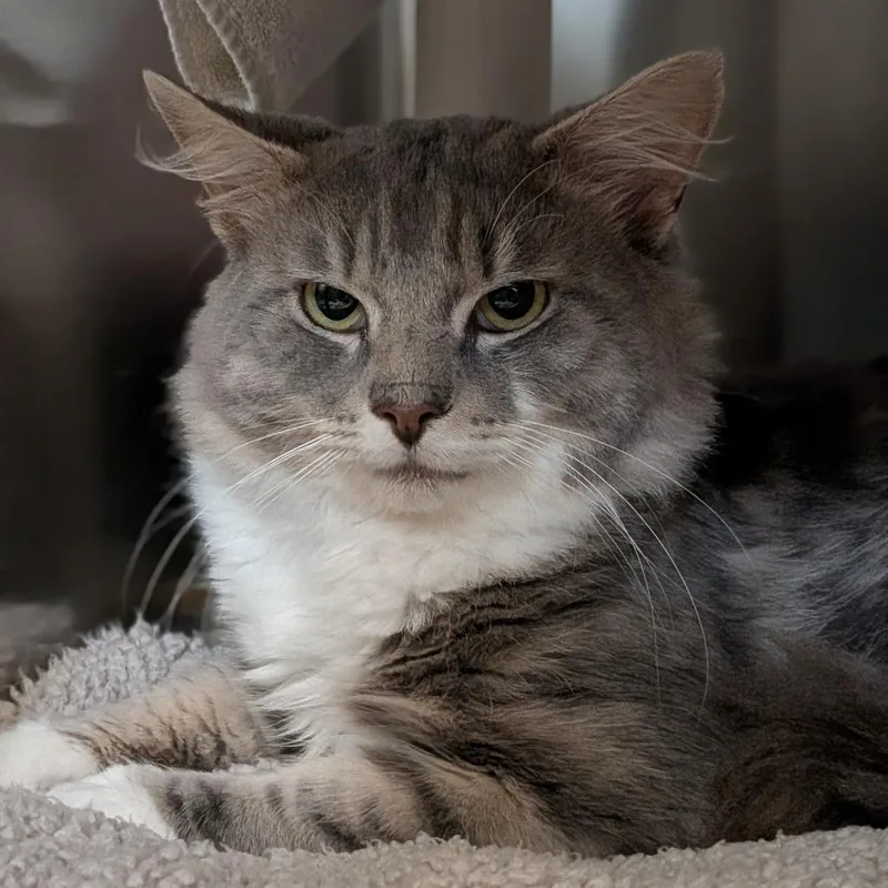 An adult large-sized male Gray / Blue / Silver Domestic Short Hair cat named Squish for adoption in Springfield, MA