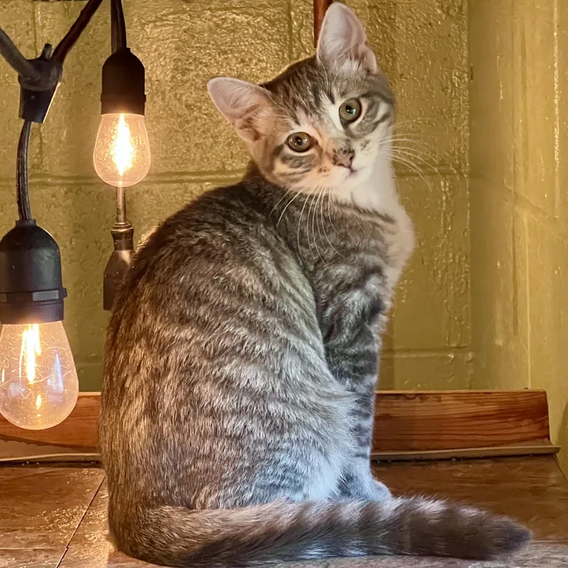 A baby small-sized female Domestic Short Hair cat named Supra for adoption in Rochester, MN