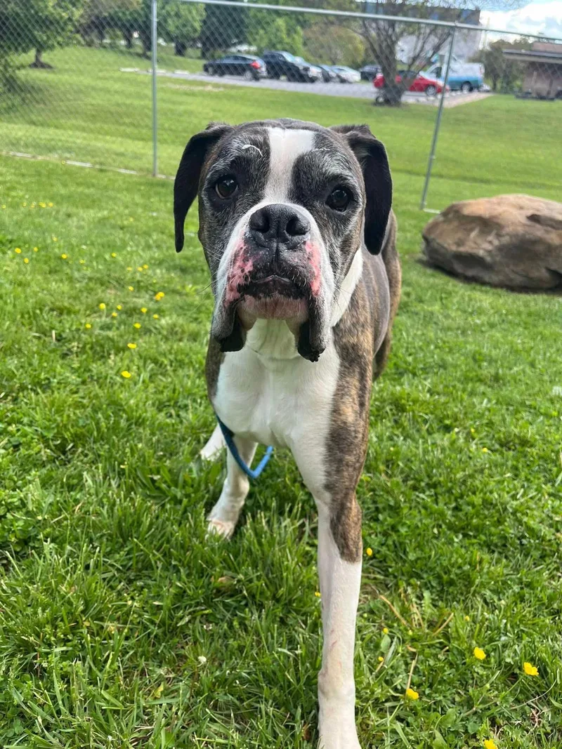 An adult large-sized male Boxer dog named George for adoption in Front Royal, VA