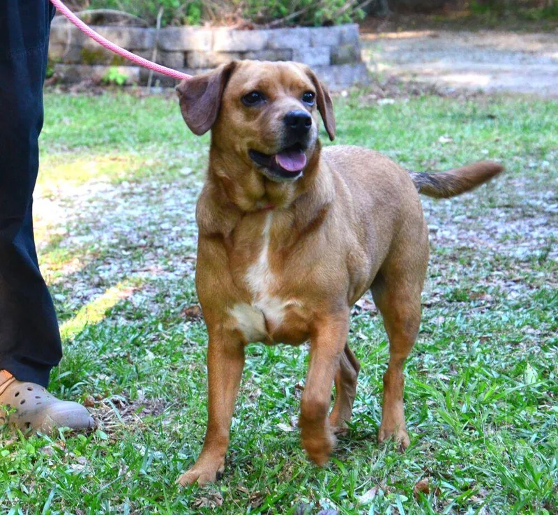 An adult medium-sized female Labrador Retriever dog named Lilly for adoption in Willingboro, NJ