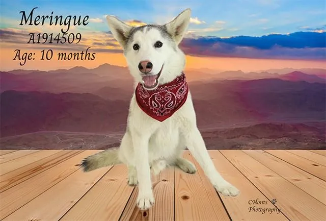 A young large-sized male Siberian Husky dog named Meringue for adoption in Thousand Palms, CA