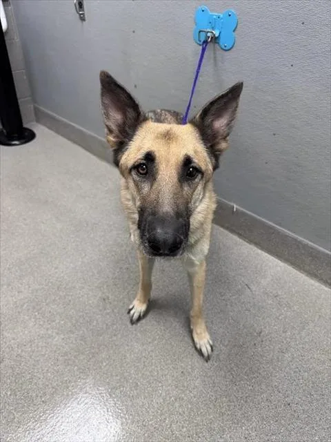 An adult large-sized male German Shepherd Dog dog named Churro for adoption in Las Vegas, NV
