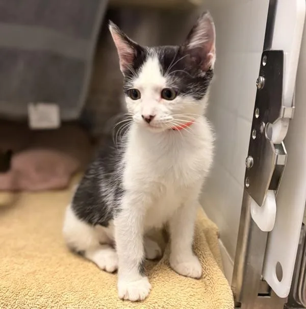 A baby small-sized female Domestic Short Hair cat named Georgia for adoption in Oakland, CA