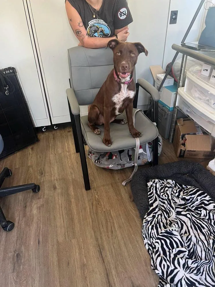 A baby medium-sized female American Bulldog dog named Brandy for adoption in Lakeland, FL