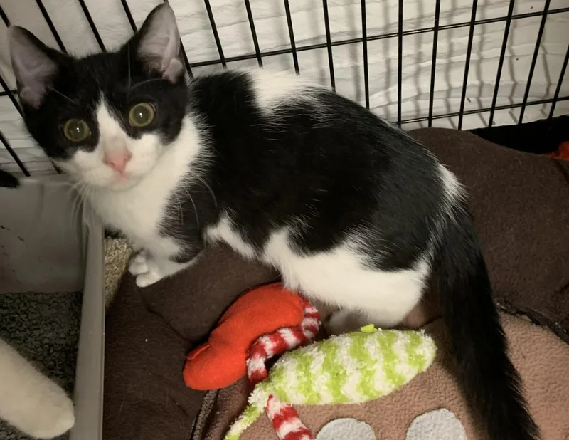 A baby medium-sized male Domestic Short Hair cat named Izzie for adoption in Milwaukee, WI