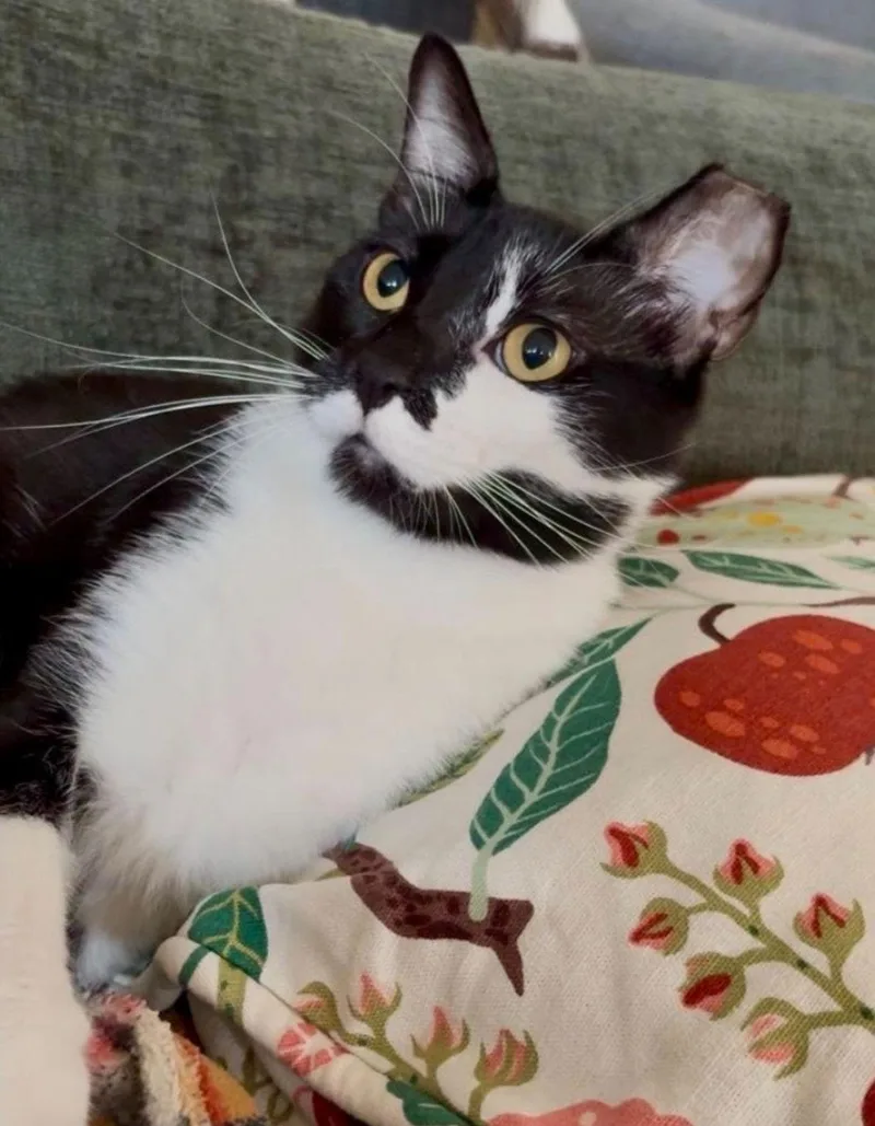 Tuxybonded thumbnail 2