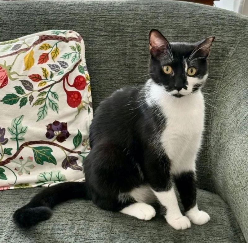 Tuxybonded thumbnail 3