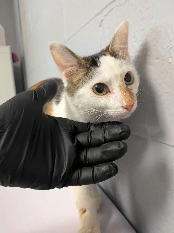 An adult medium-sized female Calico Domestic Short Hair cat named Dachshund for adoption in Cincinnati, OH