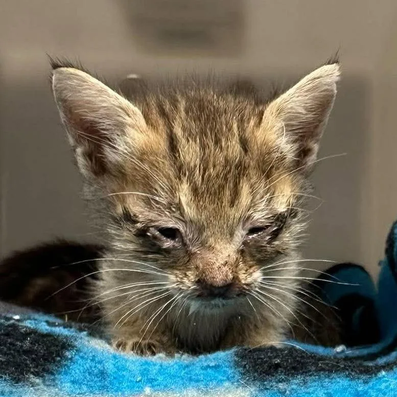 A baby small-sized male Brown / Chocolate Domestic Short Hair cat named Abu for adoption in Bastrop, TX