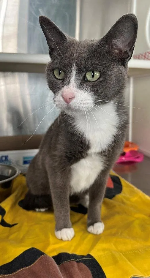 A young medium-sized female Gray & White Domestic Short Hair cat named Beverly for adoption in Carrollton, GA