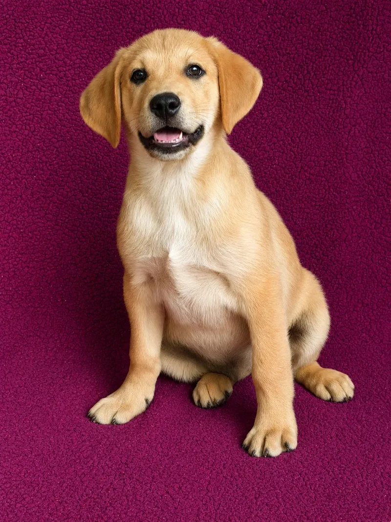 A baby large-sized male Labrador Retriever dog named Alan for adoption in Nashville, TN