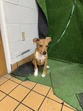 A young small-sized male Black Mouth Cur dog named Scooter for adoption in Gainesville, FL