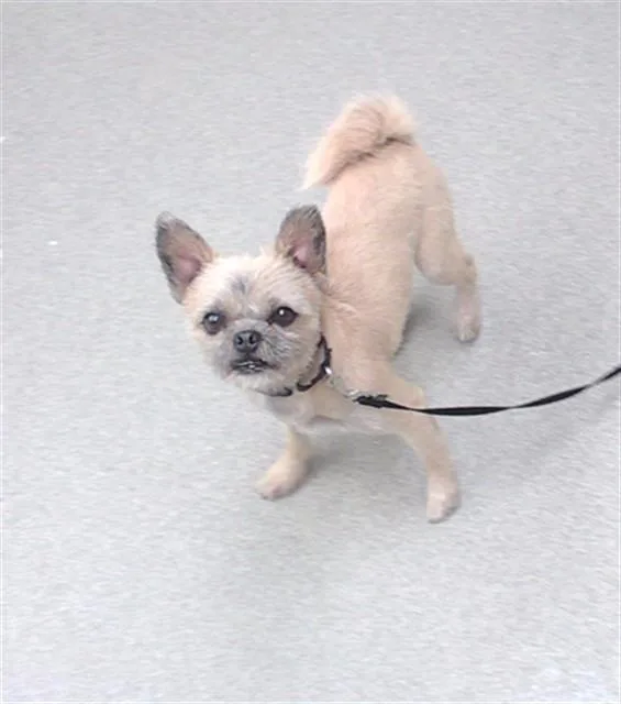 A young small-sized male Shih Tzu dog named Bolillo for adoption in Omaha, NE