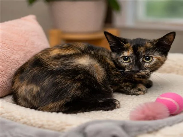 A baby small-sized female Domestic Short Hair cat named Tootie for adoption in Clinton Township, MI