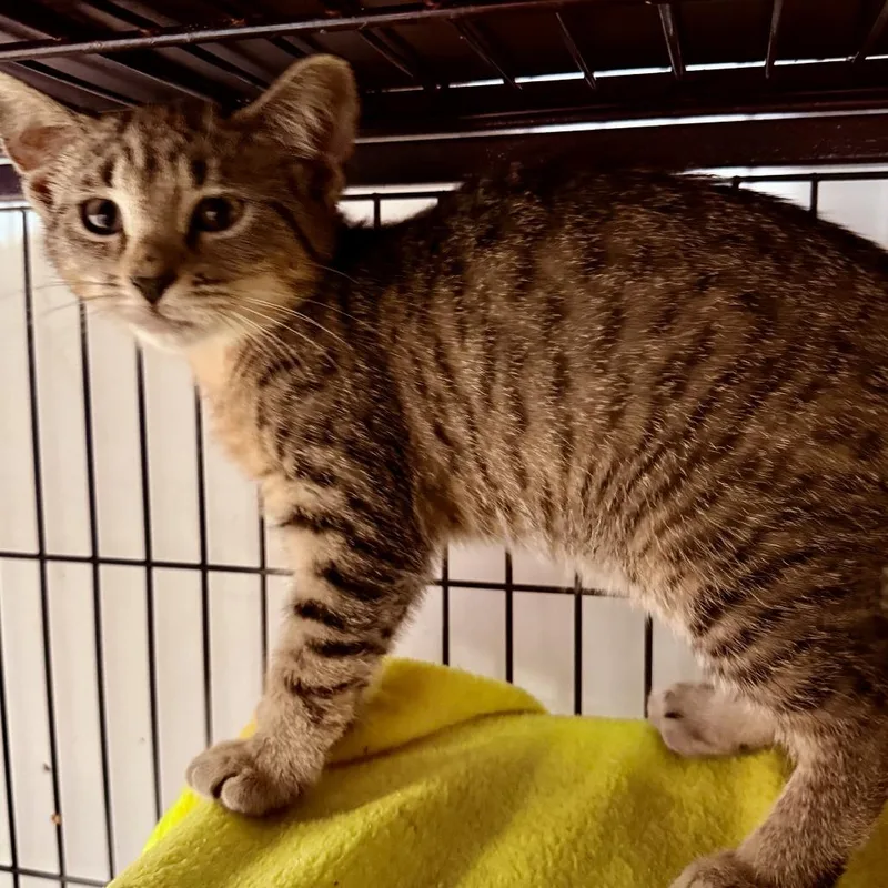 A baby small-sized female Brown / Chocolate Domestic Short Hair cat named Watermelon for adoption in New Port Richey, FL