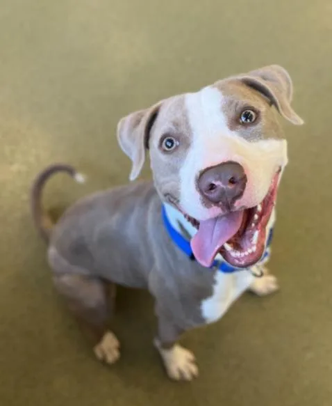 A young medium-sized male White / Cream Pit Bull Terrier dog named Adam for adoption in Palatine, IL