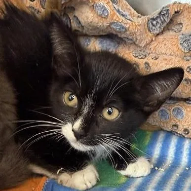 A baby small-sized female Domestic Short Hair cat named Keller for adoption in Los Angeles, CA