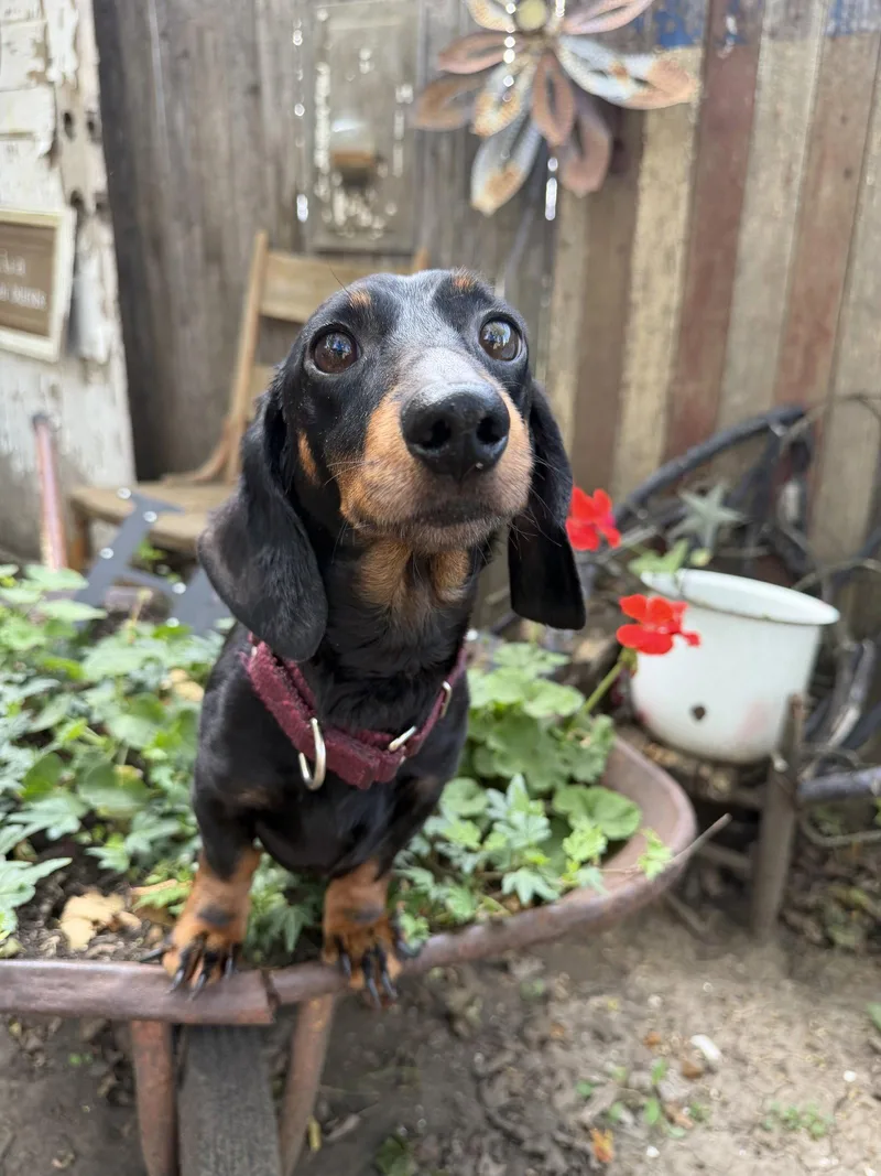 An adult small-sized male Dachshund dog named Dean for adoption in Sioux Falls, SD