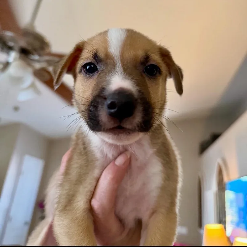A baby medium-sized male Yellow / Tan / Blond / Fawn German Shepherd Dog dog named Big Pookie for adoption in Las Vegas, NV