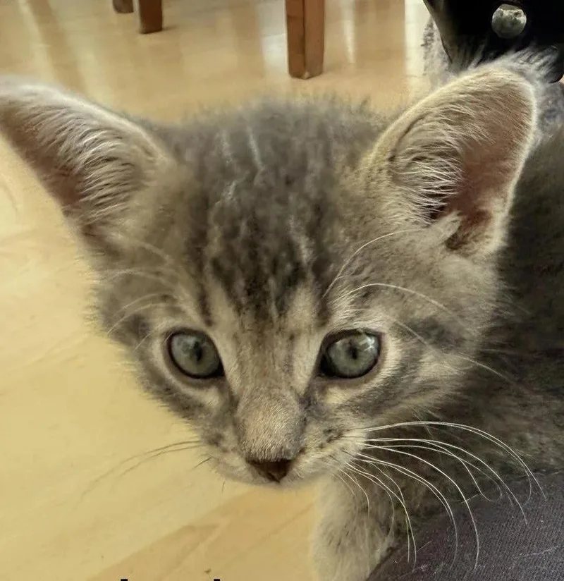 A baby medium-sized male Tabby (Gray / Blue / Silver) Domestic Short Hair cat named Jack for adoption in Davison, MI