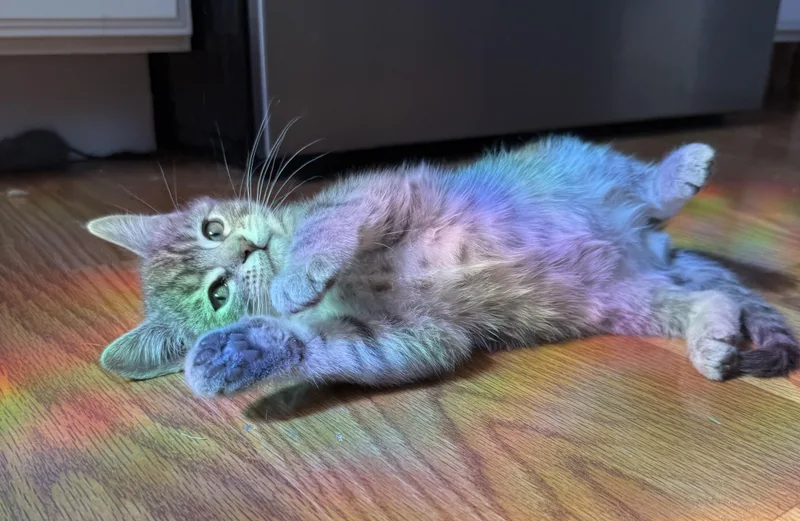 A baby medium-sized male Gray / Blue / Silver Domestic Short Hair cat named Sulley for adoption in Omaha, NE
